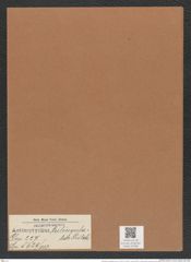 Actinoptychus trilingulatus Pritch. (de-Toni-Nr.: Genus 227, Species 5629/113) Zeichnungen Sammlung Grunow Mappe 05366 (Herbarium_W_Grunow_drawings_Folder_05366)